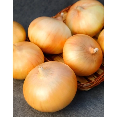 Свежие желтые луковицы в плетеной корзине - ЗИМОРОДОК