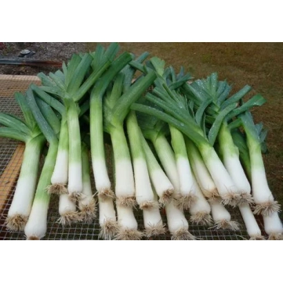 Fresh leek on wooden surface - Zhiraf