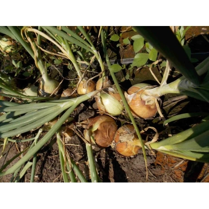 Свежий лук на грядке - Зои