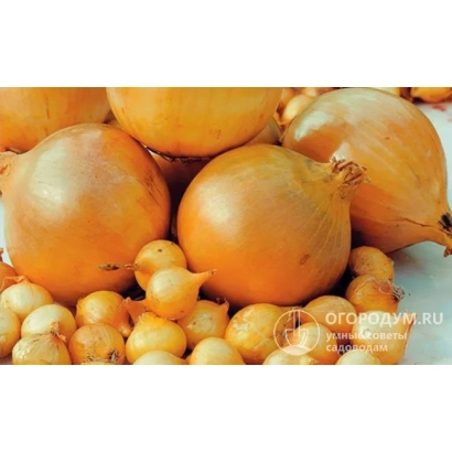 Fresh onion Gold Standard on background