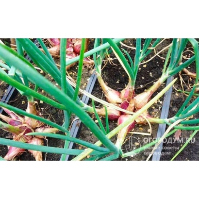 Свежий лук Зубаревский с зелёными перьями на грядке