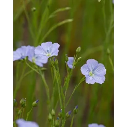 Синие цветы льна на зелёном фоне - АМБЕР