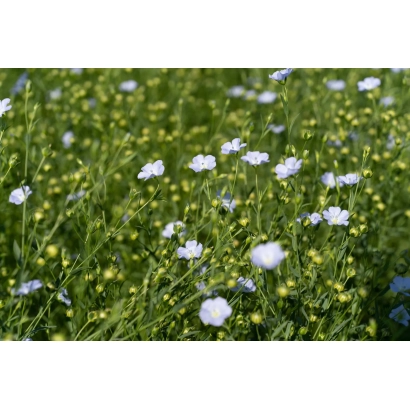 Поле льна с белыми цветами - АВГУСТ
