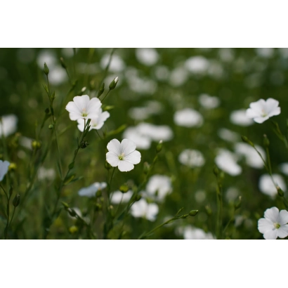 Поле с белыми цветами льна - Бархан