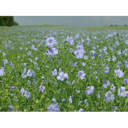 Поле цветущего льна Дунай