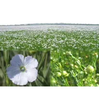 Поле льна с крупным планом белого цветка и зелёных семян - ФЛИЗ