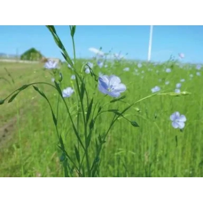 Поле с цветущим льном на фоне голубого неба - КАОЛИН