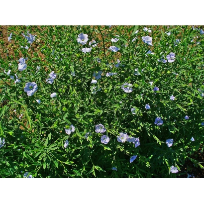 Поле льна с цветущими растениями - Линсан