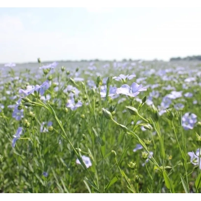 Поле льна с синими цветами - Пивденна нич