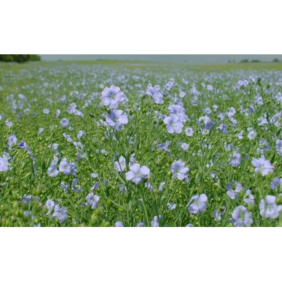 Field of Northern flax