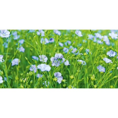 Поле с цветущим льном, соответствующее категории «Лён». - Симпатик