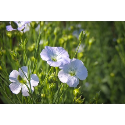 Фото білих квітів льону на зеленому фоні - Зірочка