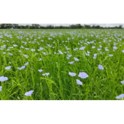 Поле льна с цветущими растениями, категория Лён - ТОМИЧ