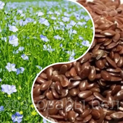 Поле льна и семена льна - Веста