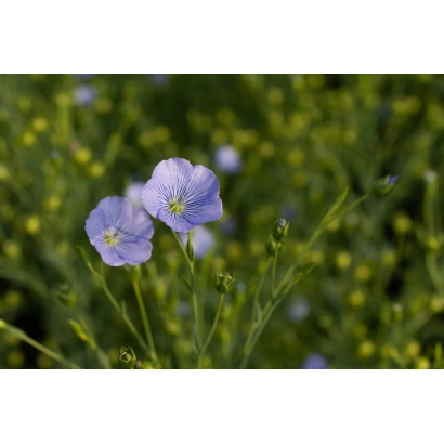 Цветок льна на фоне зелёной растительности - Ы 220