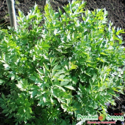 Lovage plant against soil background - Amur