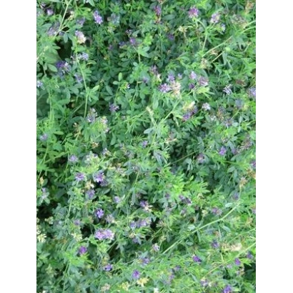 Растение люцерна в цвету - Янтарна