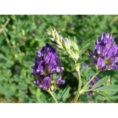 Цветущая люцерна на зелёном фоне - Анжелика