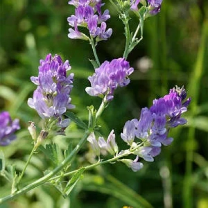 Цветущая люцерна на зелёном фоне - Ярославна