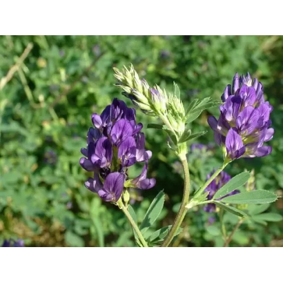 Blooming lucerne on green background - Artemida