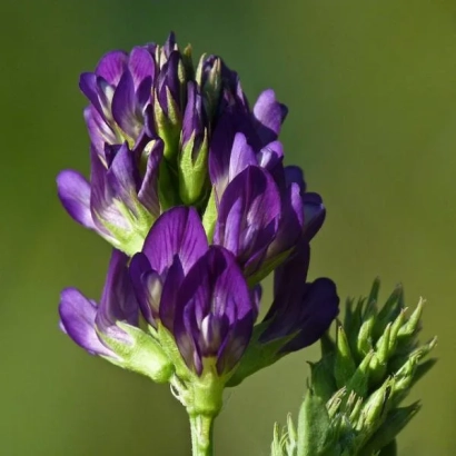 Цветущий стебель люцерны Банат ВС на зеленом фоне