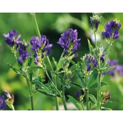 Цветущая люцерна на фоне зелёного поля - БЕЛГОРОДСКАЯ 7