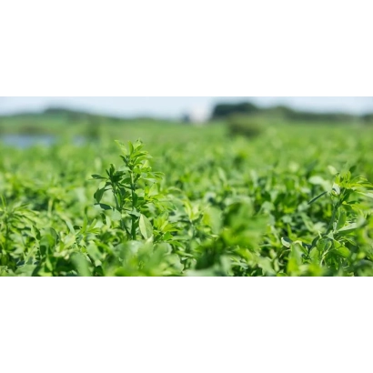 Поле люцерны Крено | Creno