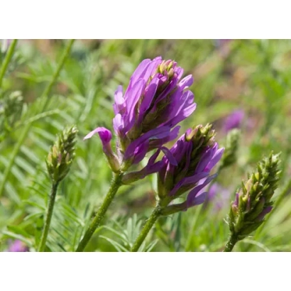 Blooming alfalfa on green background - Elena