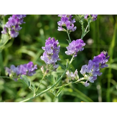 Цветущая люцерна на зеленом фоне - ФЛОРА 6