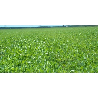 Поле люцерни - ГІБРАЛТАР