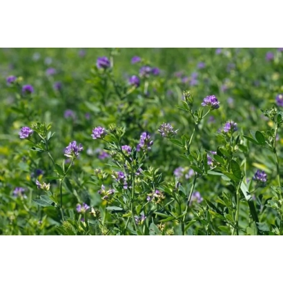 Поле люцерны с цветущими фиолетовыми цветами - Херсонская 7 / Херсонська 7