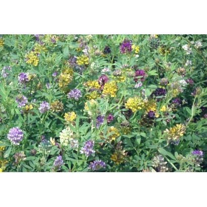 Поле люцерни з квітучими фіолетовими та жовтими квітами - Ізумруд
