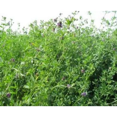 Поле люцерны с цветущими растениями - Конвенц