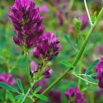 Квітуча люцерна КРАСНОЯРУЖСЬКА 2 на зеленому фоні