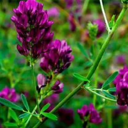 Цветущая краснокутская пестрогибридная люцерна на фоне зелёной листвы