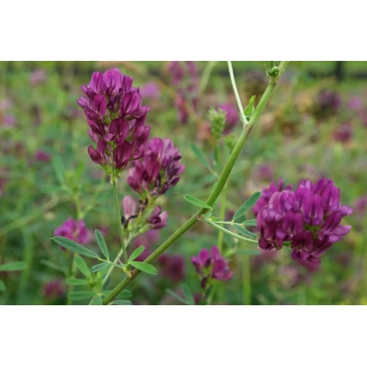 Цветущая люцерна на поле - Кузбасская