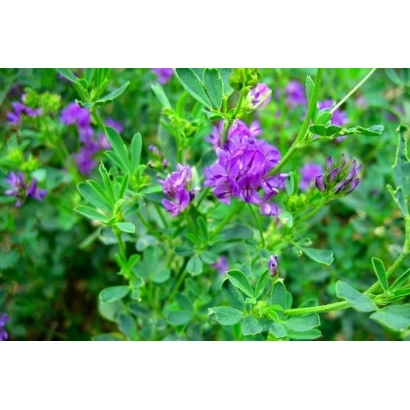 Квітуча люцерна на тлі зелені - Ла Торре