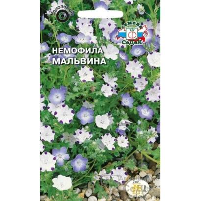 Насіння Немифіла Мальвіна на фоні квітучих рослин