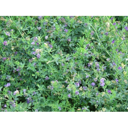 Поле люцерны с фиолетовыми цветами - МУСЛИМА