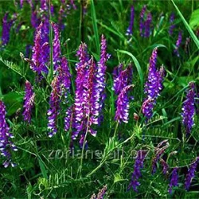 Цветущая люцерна на зелёном поле - Надежда