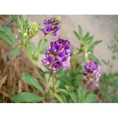 Цветущая люцерна Нижегородская на фоне поля