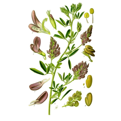 Ілюстрація рослини люцерни з квітами, листям та насінням - Ніжність