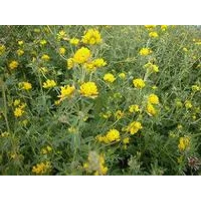 Field of yellow-flowered lucerne - OMSKAYA 7