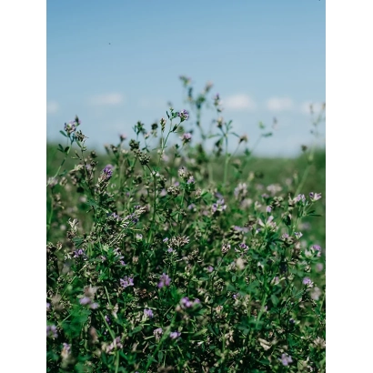 Поле люцерны с цветущими растениями - Паола