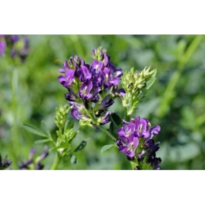 Квітуча люцерна на зеленому фоні - Пава