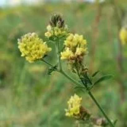 Жёлтые цветы люцерны на зелёном фоне - ПАВЛОВСКАЯ ПЕСТРАЯ