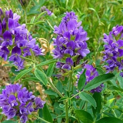 Цветущая люцерна на зелёном фоне - Плато