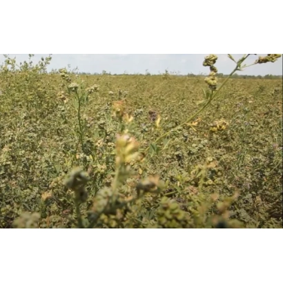 Поле люцерны с цветущими растениями - Радослава