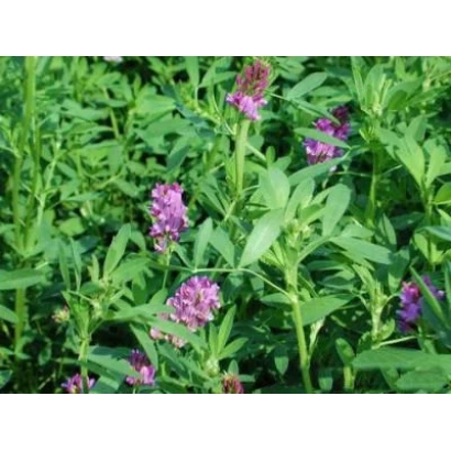 Квітуча люцерна на зеленому полі - Веселка