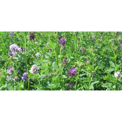 Field of purple-flowered lucerne - Salsa